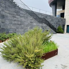 Runaway Cow Canton 8 User Photo