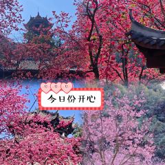 櫻花屋音樂餐吧張用戶圖片