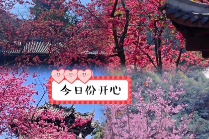 櫻花屋音樂餐吧