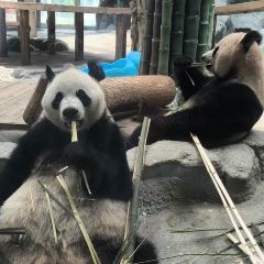 細毛蒸蝦張用戶圖片