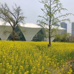 Mango Tree User Photo