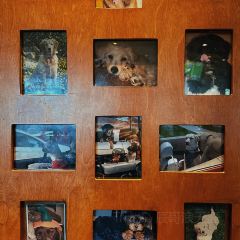 Lazy Dog Restaurant & Bar User Photo
