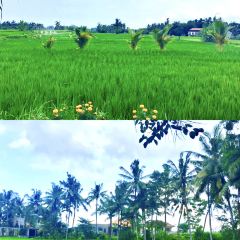 Bebek Joni Restaurant User Photo