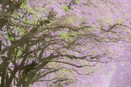 鐵哥妹特色燒烤