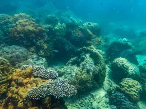 Pattaya Diving and Scuba Diving