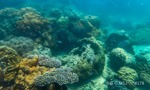 Pattaya Diving and Scuba Diving