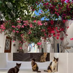 Taverna Glafkos User Photo