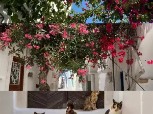 Taverna Glafkos