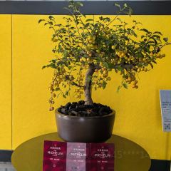 Mansion Cuisine by Jingyan User Photo