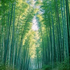 LUFUJIULOU User Photo