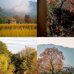 秀嫂挞粿 User Photo