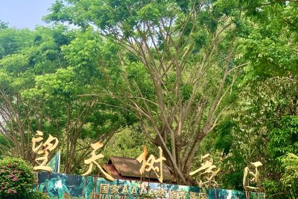 热带雨林望天树景区