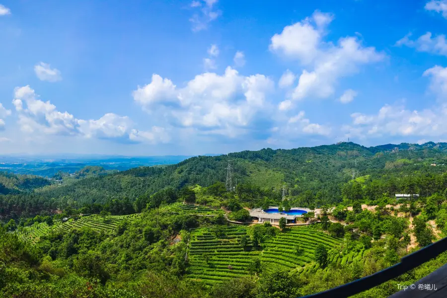 鶴山市古勞茶山松峰軒