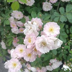 貴州師範學院張用戶圖片