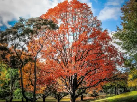 奧克蘭熱門賞秋好去處