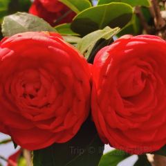 Jiahuabingwu (jinseguangchang) User Photo