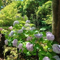 Manor Blanc User Photo