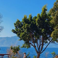 抚仙湖·自在汐岸咖啡餐吧 User Photo