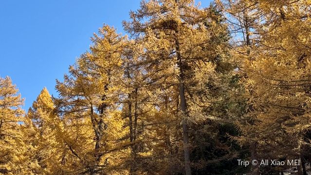 Original Huyang Forest