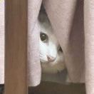 M469216**** 約克希爾頓逸林酒店優惠