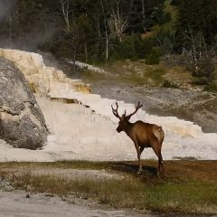 Mammoth Hot Springs Dining Room 여행 사진