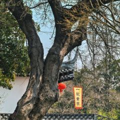 狼山紫琅素面 User Photo