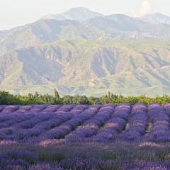 霍城花田庭苑民宿·中餐厅 User Photo
