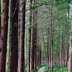 Panji Braised Pork In Brown Sauce User Photo