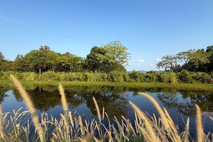 树蛙部落(仙女湖店)·餐厅