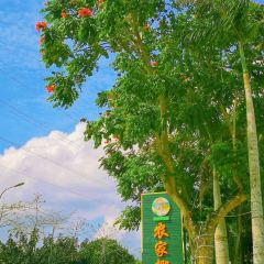 農家椰子雞（神州半島店）張用戶圖片