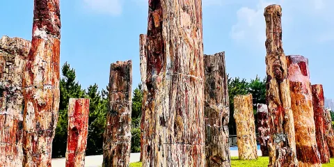 煙台自然博物館