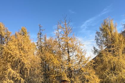 永利藏餐(马尔康八六藏餐分店)