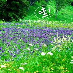 香水鱼铁锅炖 User Photo
