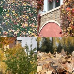 老马家羊杂碎店 User Photo