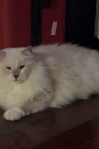 Yixin 杭州御雲·黃龍飯店優惠