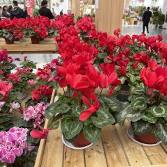 Sanshi Restaurant User Photo