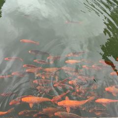 舌间·灵运仙洞餐厅 User Photo