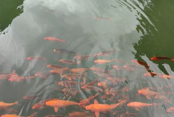 舌间·灵运仙洞餐厅 User Photo