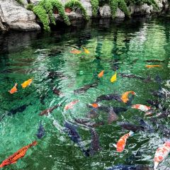 Lxiu Xiao Mang User Photo