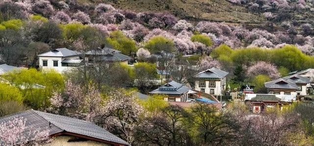 林芝桃花節 | 林芝