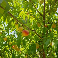 獨一處草堂張用戶圖片
