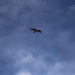 猫屎咖啡(天全服务区店) User Photo