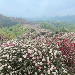 烙鍋小院張用戶圖片