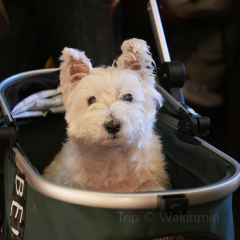 Cellar To Table·CTT User Photo