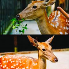 巴适得板冷水鱼庄 User Photo