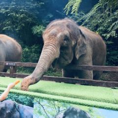 望天树雨林餐厅 User Photo