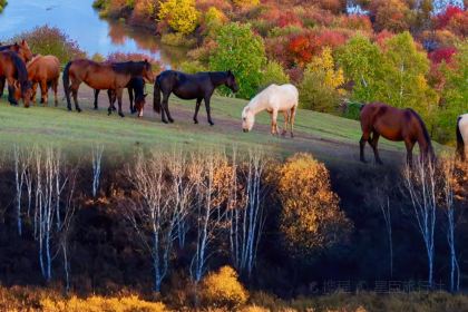 白老大羊杂碎稍麦