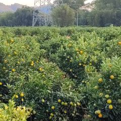 明味生態農莊張用戶圖片