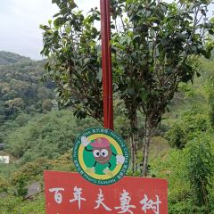 南坑咖啡观赏园 User Photo