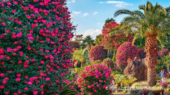 Camelia Forest